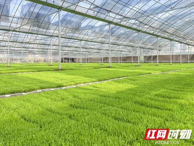 不负春光工厂化育秧让湘阴县早稻生产跑出加速度