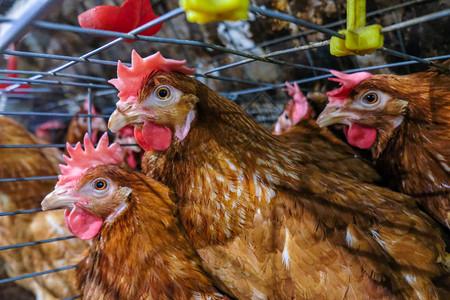 蛋鸡多级生产线输送机鸡蛋生产线的家禽养殖场蛋鸡养殖场农业技术设备