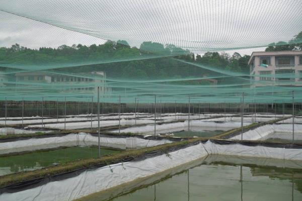 泥鳅工厂化养殖技术附养殖池建造方法
